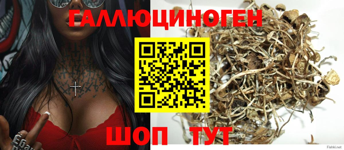 Галлюциногенные грибы Psilocybine cubensis Калуга
